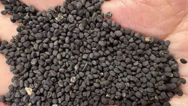 2026年4月20日首阳中药材市场快讯(种籽市场上货量大,人气高,关注度高)