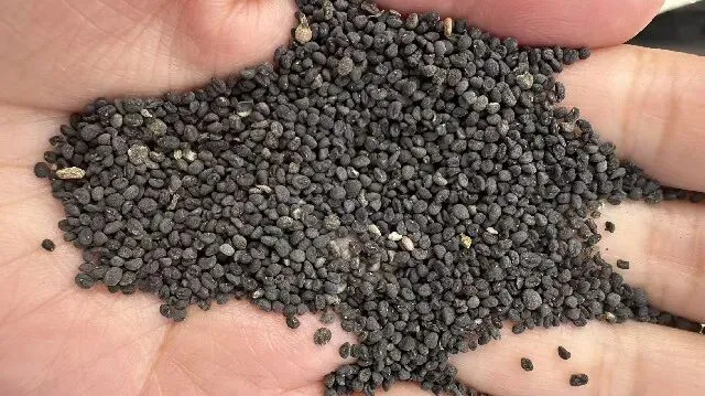 2026年4月20日首阳中药材市场快讯(种籽市场上货量大,人气高,关注度高)