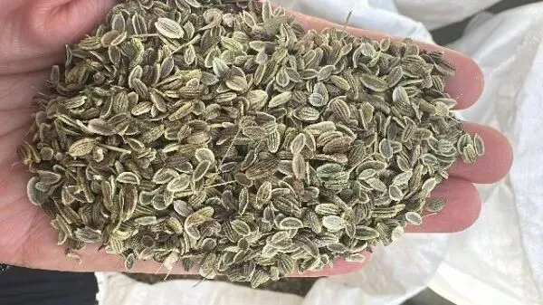 2026年4月20日首阳中药材市场快讯(种籽市场上货量大,人气高,关注度高)