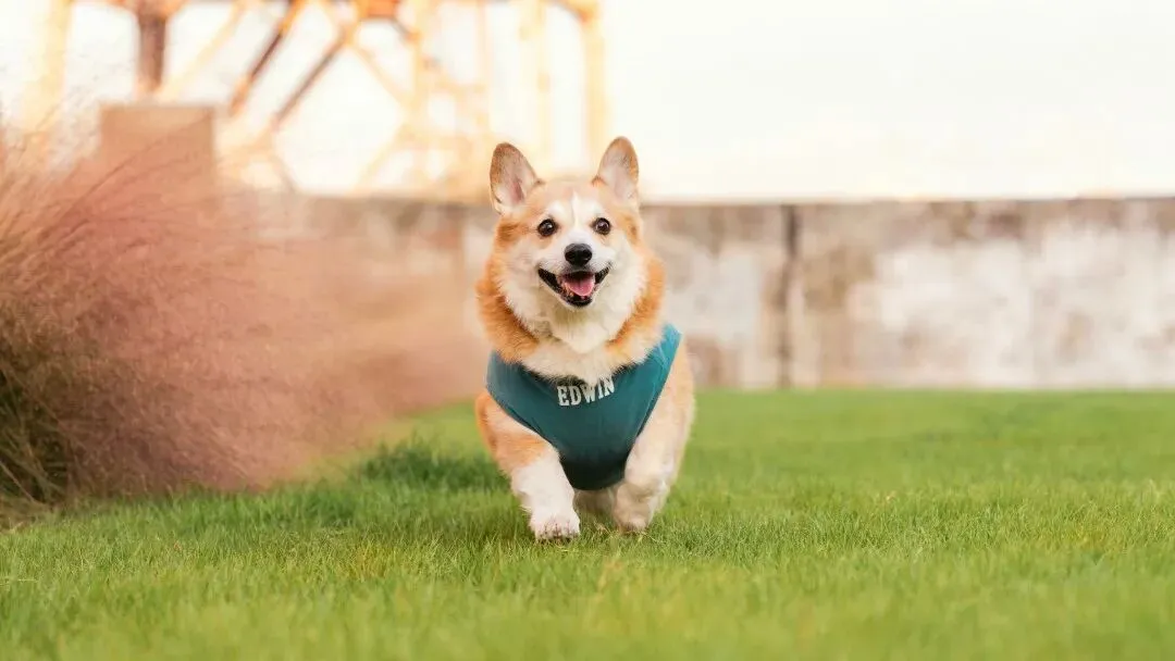 欧美智能宠物用品市场:价格战背后的渗透率博弈与品牌护城河重构