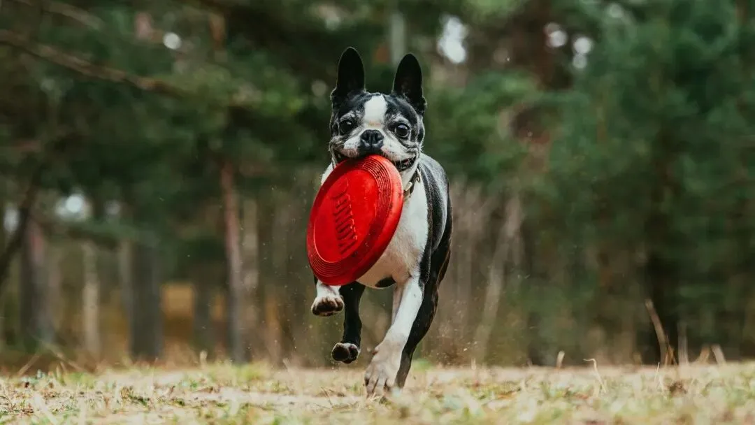 欧美智能宠物用品市场:价格战背后的渗透率博弈与品牌护城河重构