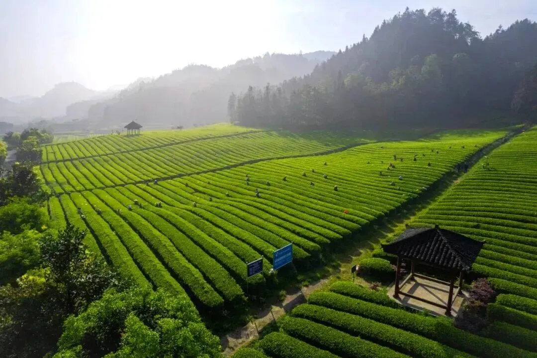 寻茶南北:理想华莱冷市黑茶产业园与云南营销中心之旅