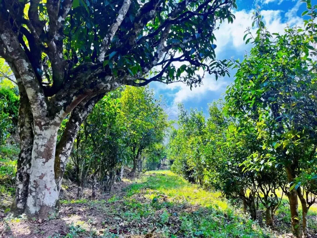 寻茶南北:理想华莱冷市黑茶产业园与云南营销中心之旅