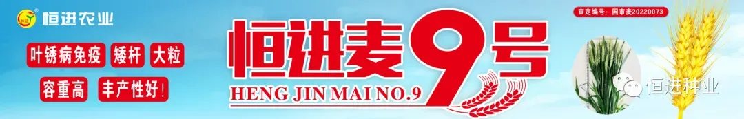 稀缺臻种 燃爆江淮 漯麦49九命麦皖北市场启动会圆满成功