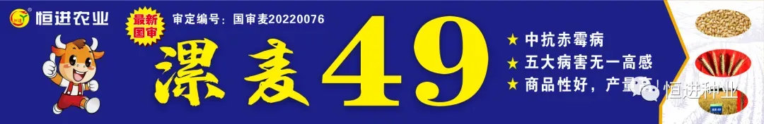 稀缺臻种 燃爆江淮 漯麦49九命麦皖北市场启动会圆满成功