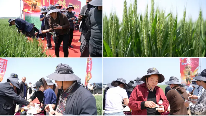 稀缺臻种 燃爆江淮 漯麦49九命麦皖北市场启动会圆满成功