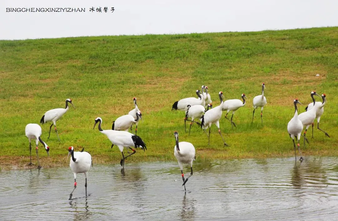 湖南市场重磅首发|《东极穿越北极》13 日大型自驾之旅唯此龙江・2026,一场不可复刻的北境自驾史诗