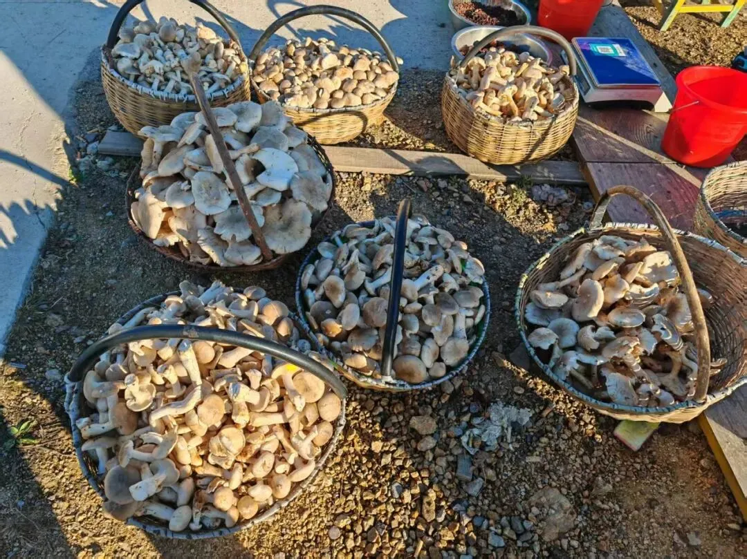 湖南市场重磅首发|《东极穿越北极》13 日大型自驾之旅唯此龙江・2026,一场不可复刻的北境自驾史诗