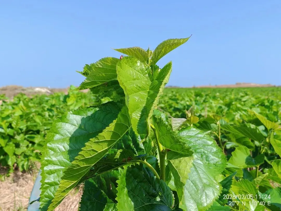 海南蛋白桑市场营销方案
