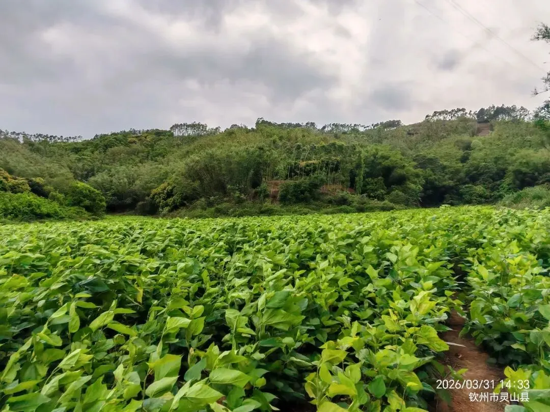 海南蛋白桑市场营销方案