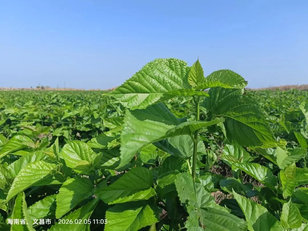 海南蛋白桑市场营销方案