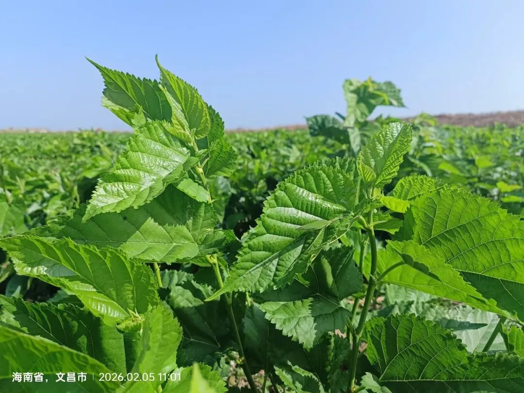 海南蛋白桑市场营销方案