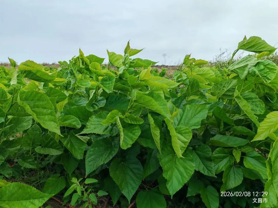 海南蛋白桑市场营销方案