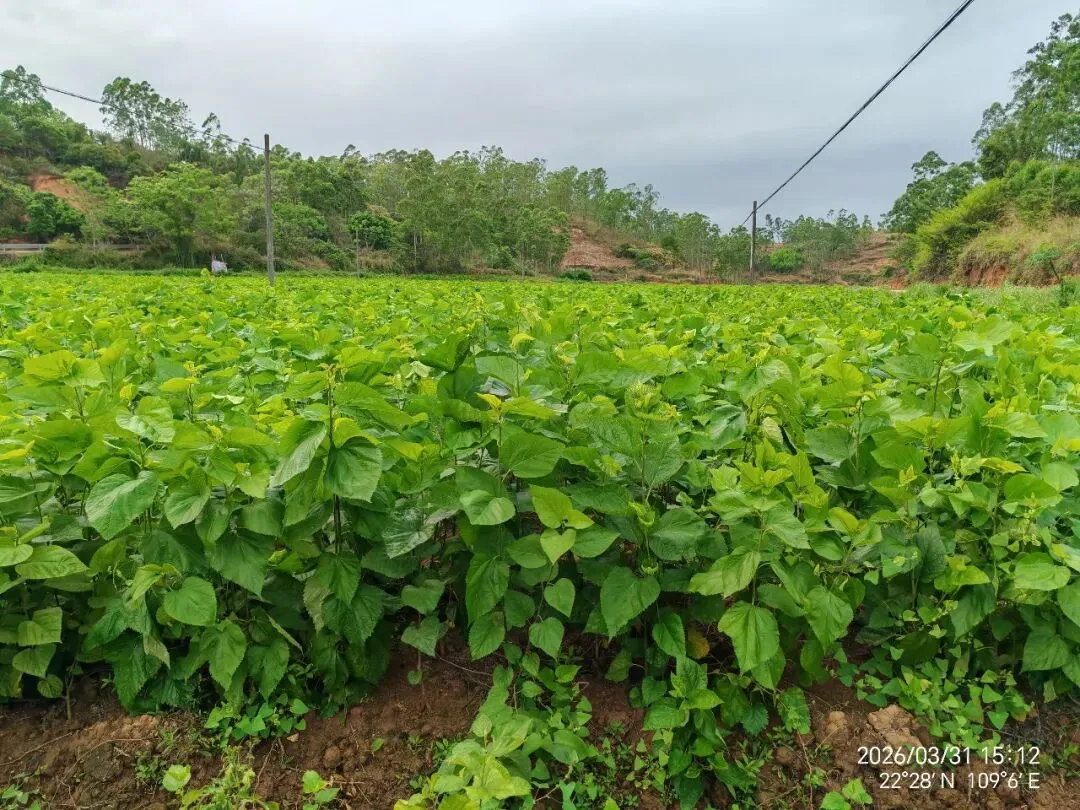海南蛋白桑市场营销方案