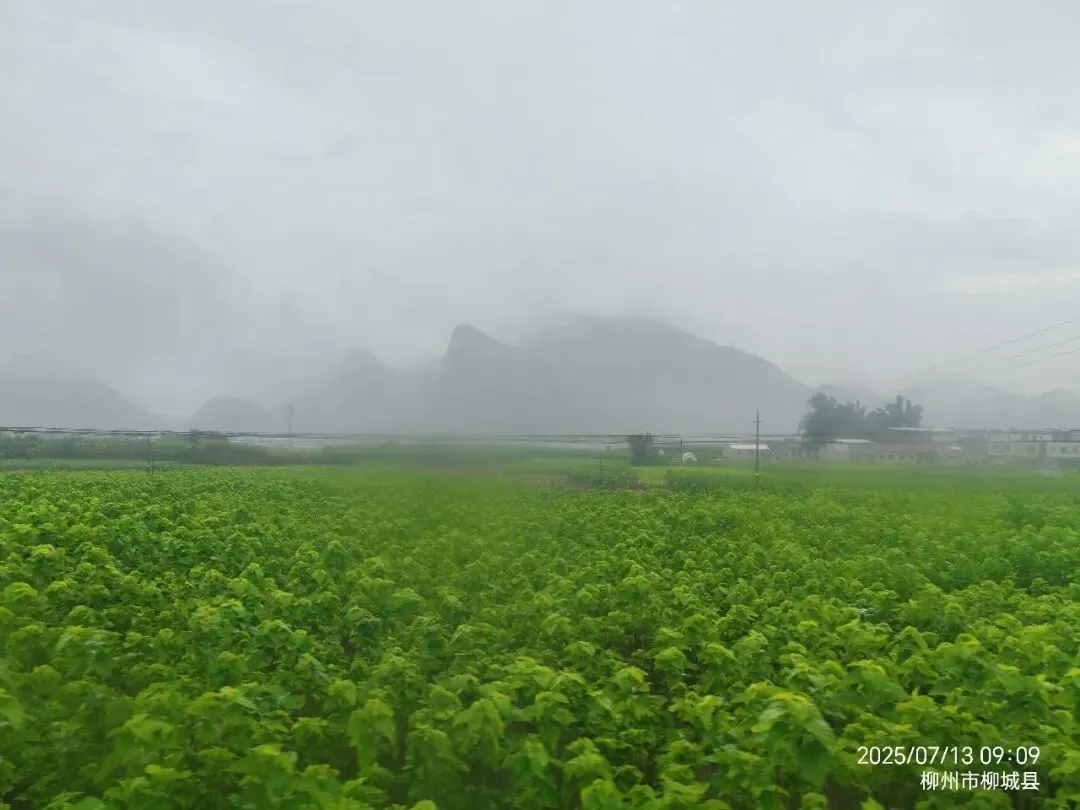 海南蛋白桑市场营销方案