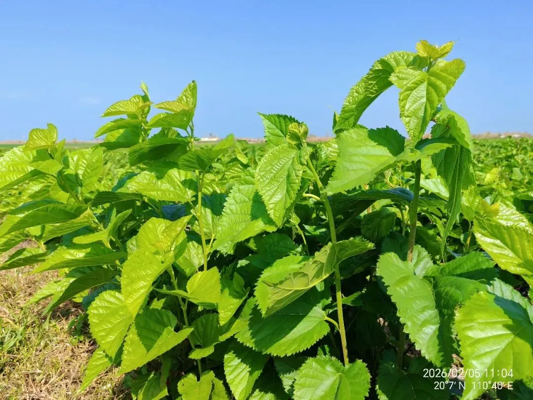 海南蛋白桑市场营销方案