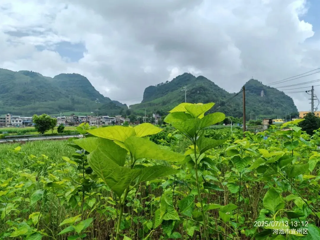 海南蛋白桑市场营销方案