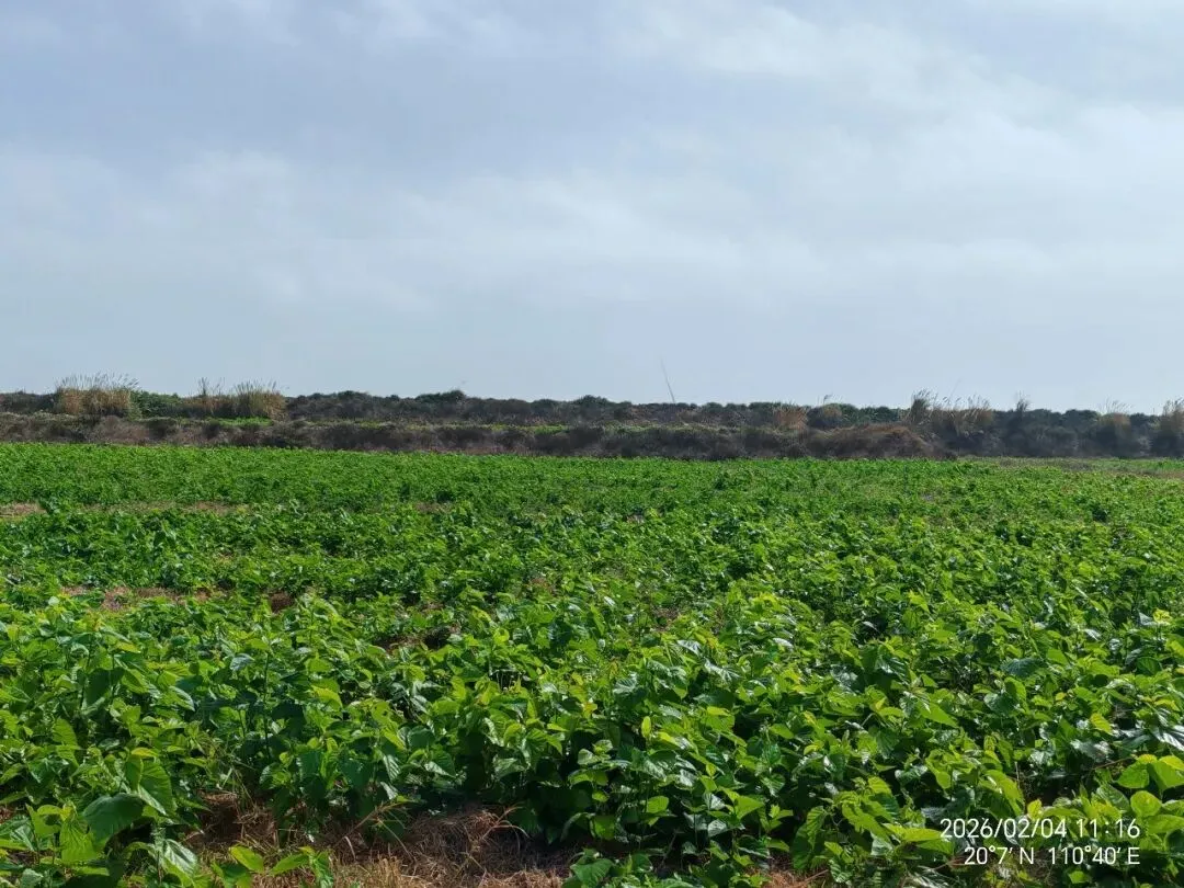 海南蛋白桑市场营销方案
