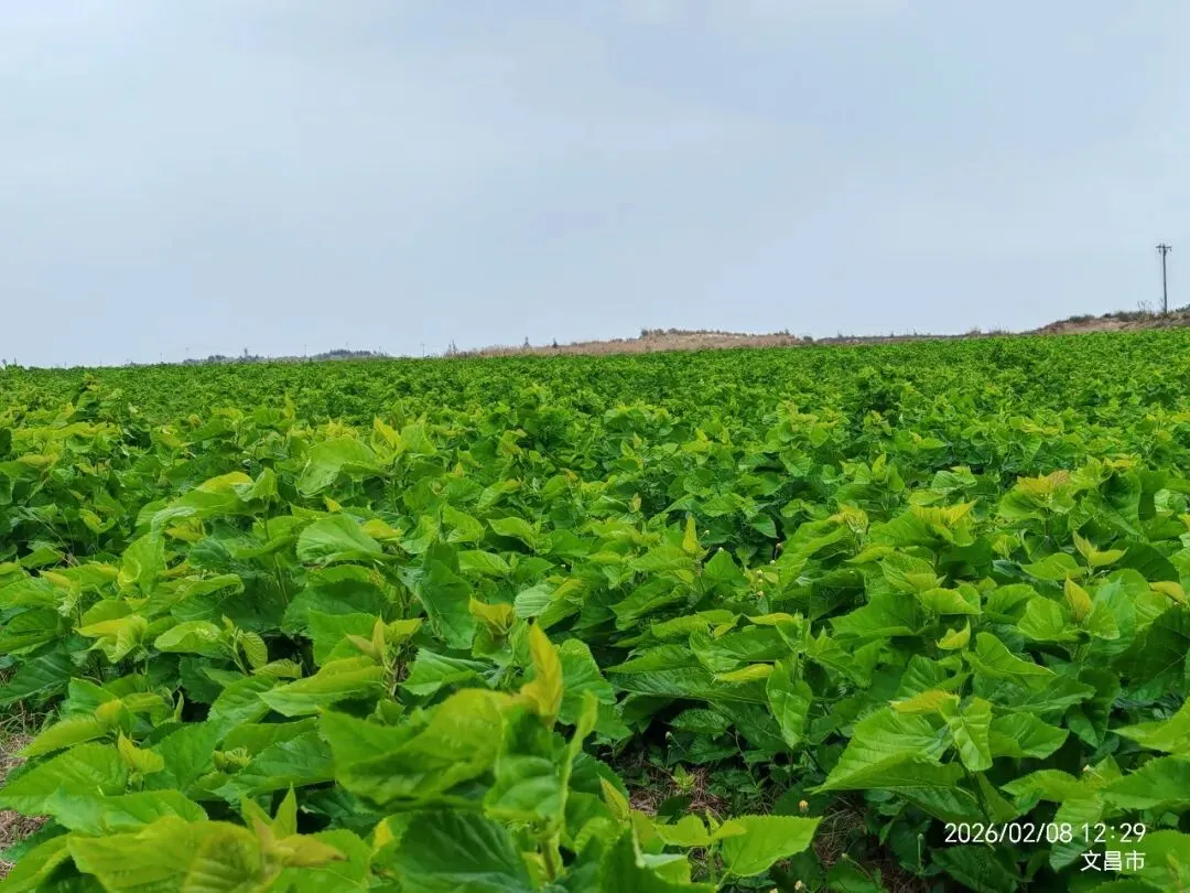 海南蛋白桑市场营销方案
