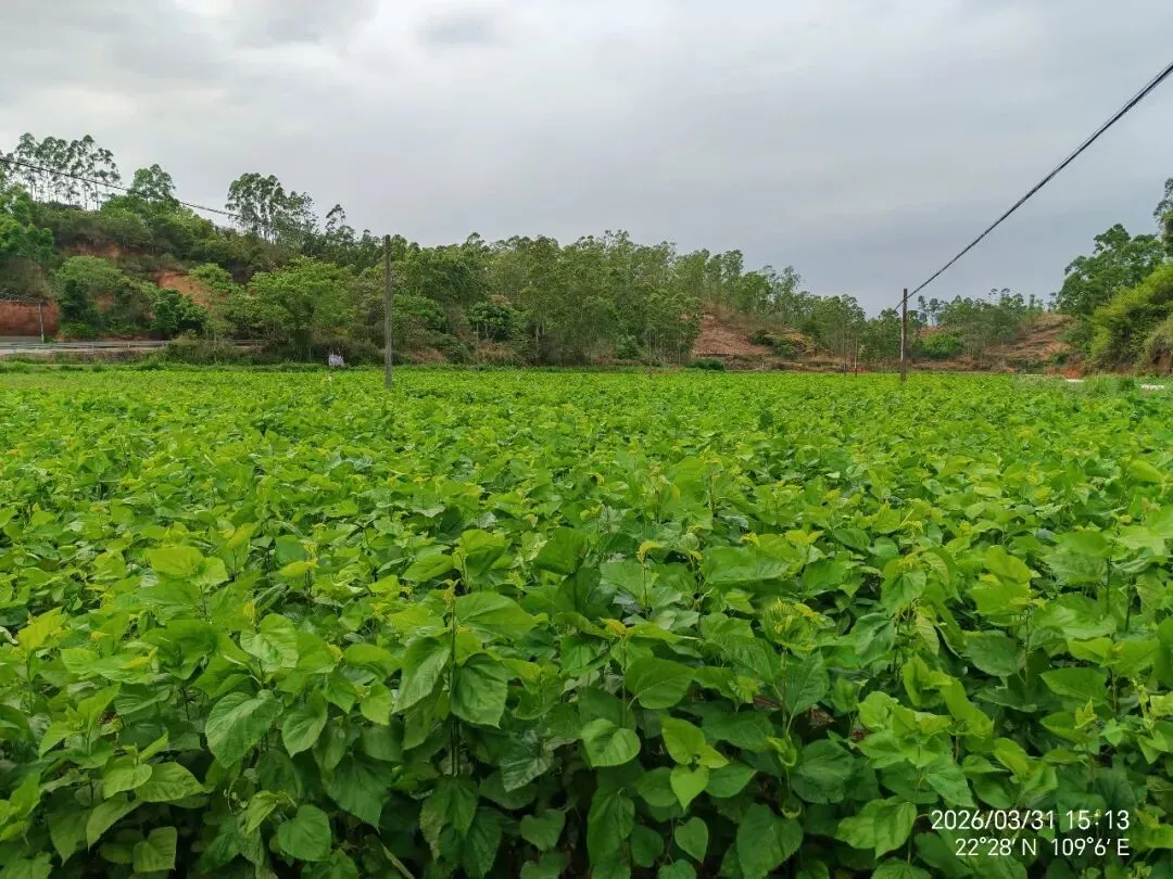 海南蛋白桑市场营销方案