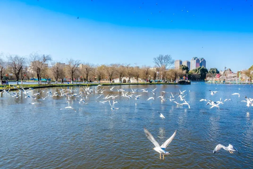 从雪山到雨林·A线|8日|私家团|市场独家打造,昆明+大理+丽江+巍山+临沧+景迈山+西双版纳