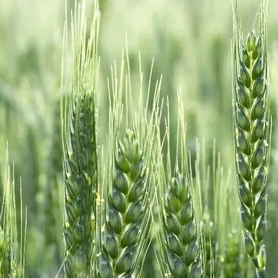 喜报!珠江学子在第16届全国大学生市场调查与分析大赛中荣获佳绩