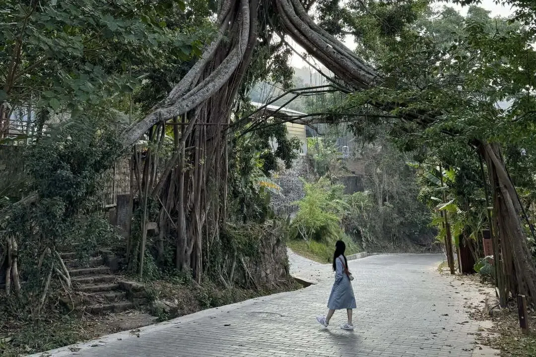 从雪山到雨林·A线|8日|私家团|市场独家打造,昆明+大理+丽江+巍山+临沧+景迈山+西双版纳