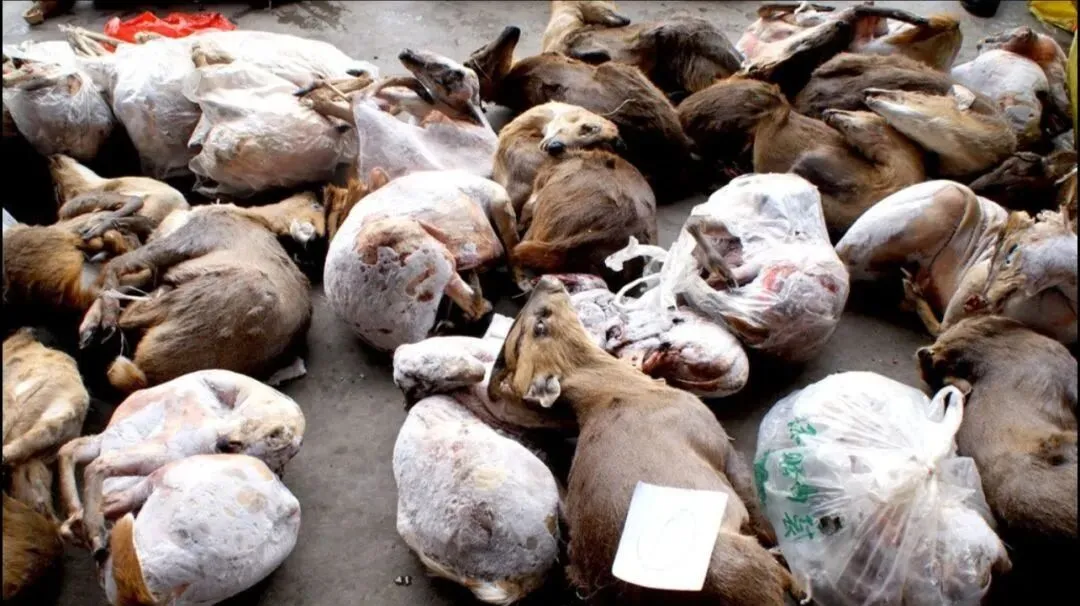 触目惊心!新冠肺炎始发地:武汉华南海鲜市场实拍照片曝光!