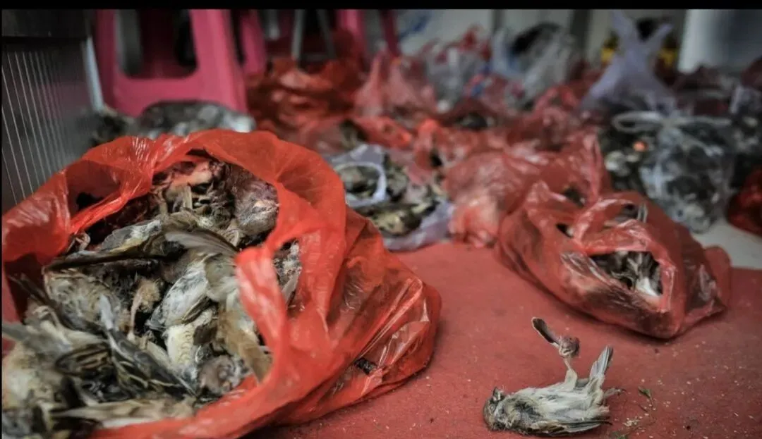 触目惊心!新冠肺炎始发地:武汉华南海鲜市场实拍照片曝光!