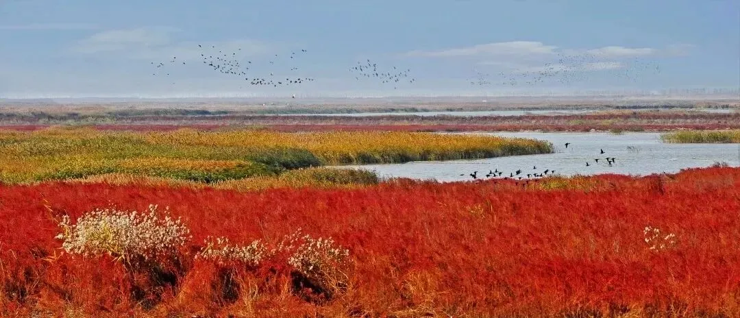 蓝碳碳汇交易的市场前景如何?