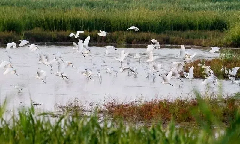 蓝碳碳汇交易的市场前景如何?