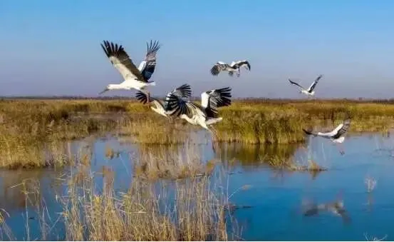 蓝碳碳汇交易的市场前景如何?