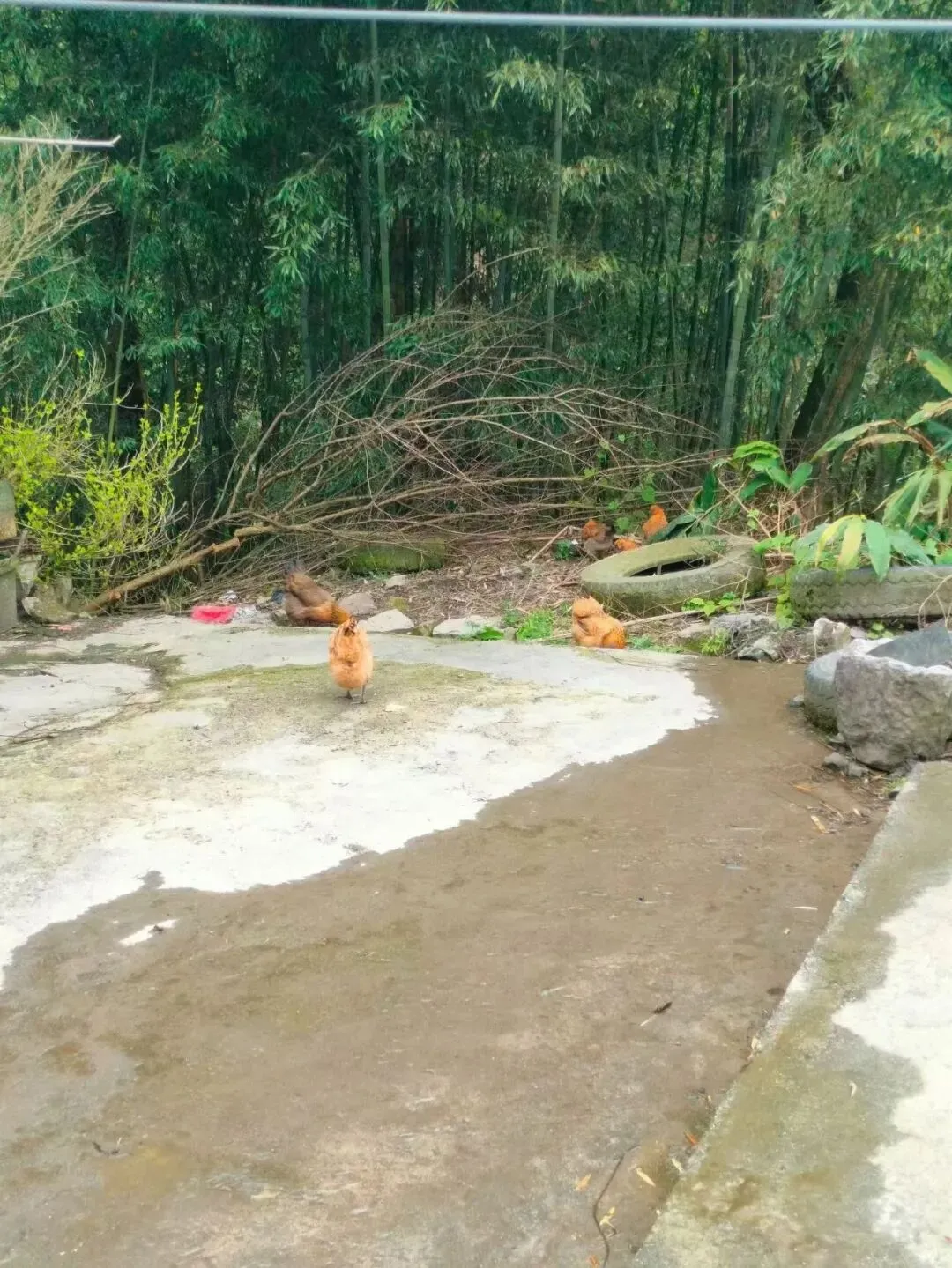 第273期丨真正的土鸡、土鸡蛋市场上基本买不到!