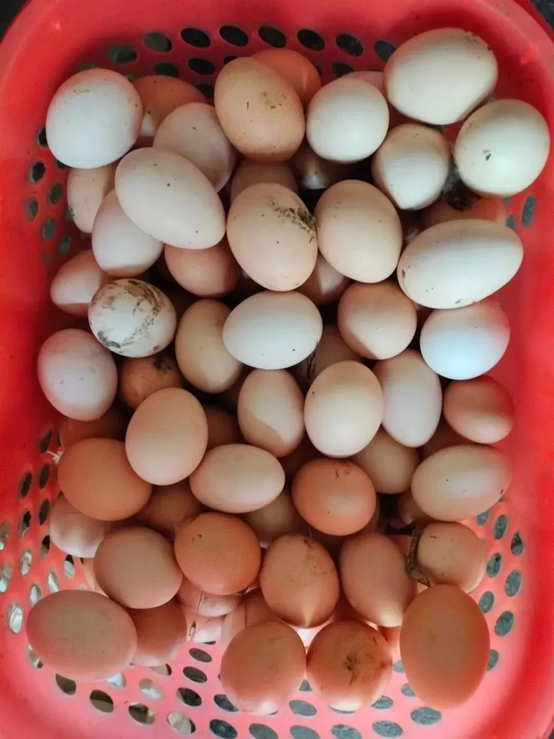 第273期丨真正的土鸡、土鸡蛋市场上基本买不到!