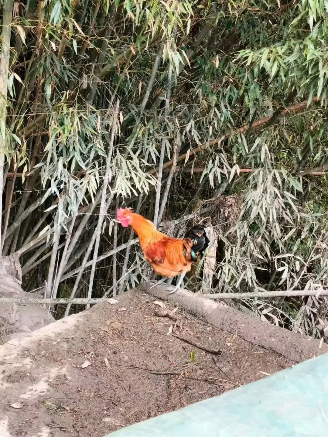 第273期丨真正的土鸡、土鸡蛋市场上基本买不到!