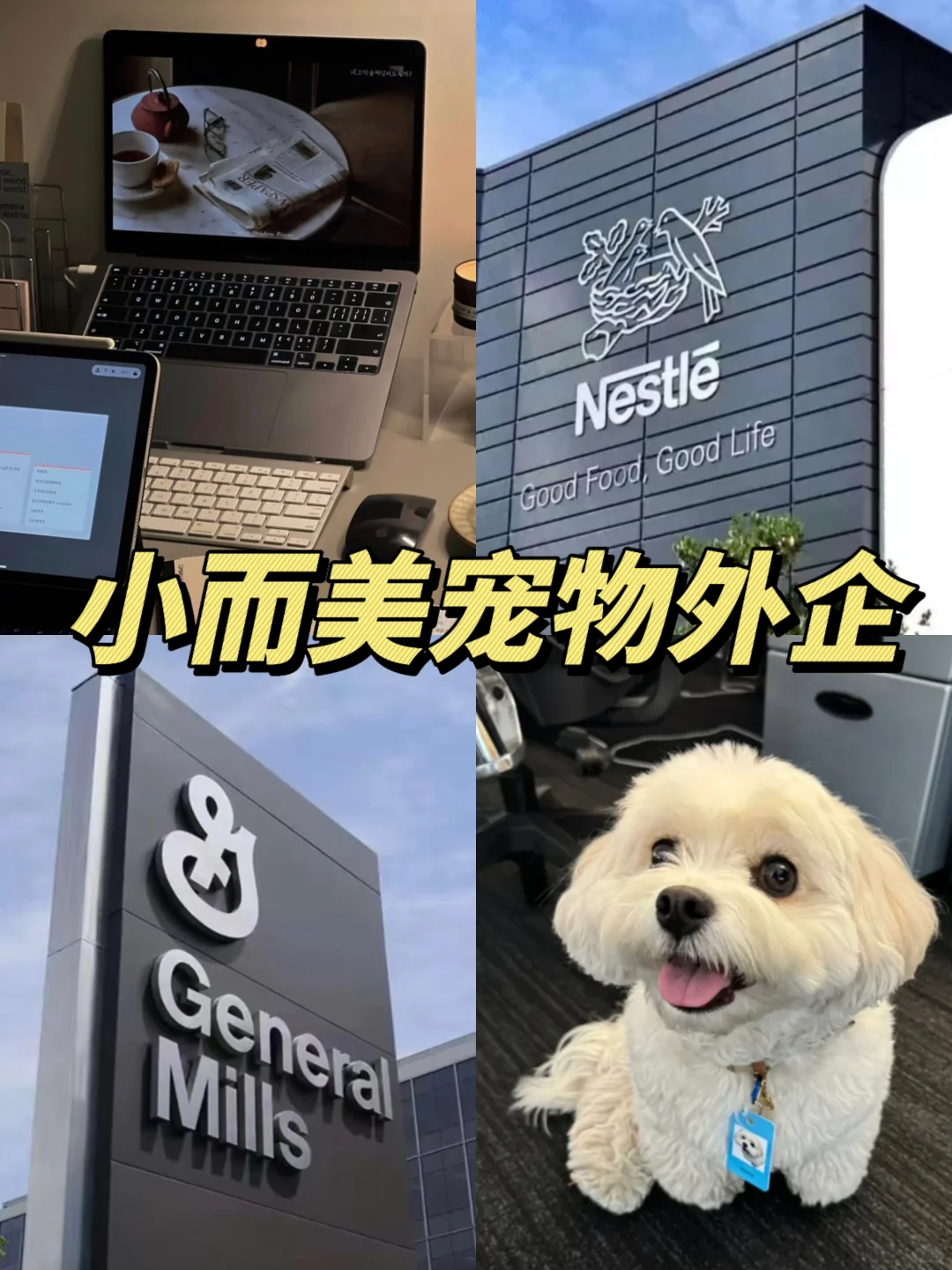 小而美宠物外企
