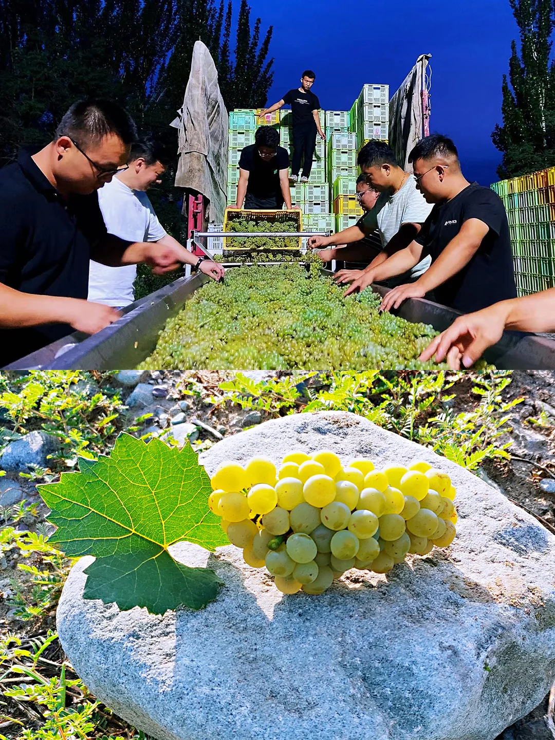 新年福栗放送|免费喝赤霞珠干红葡萄酒|抽3