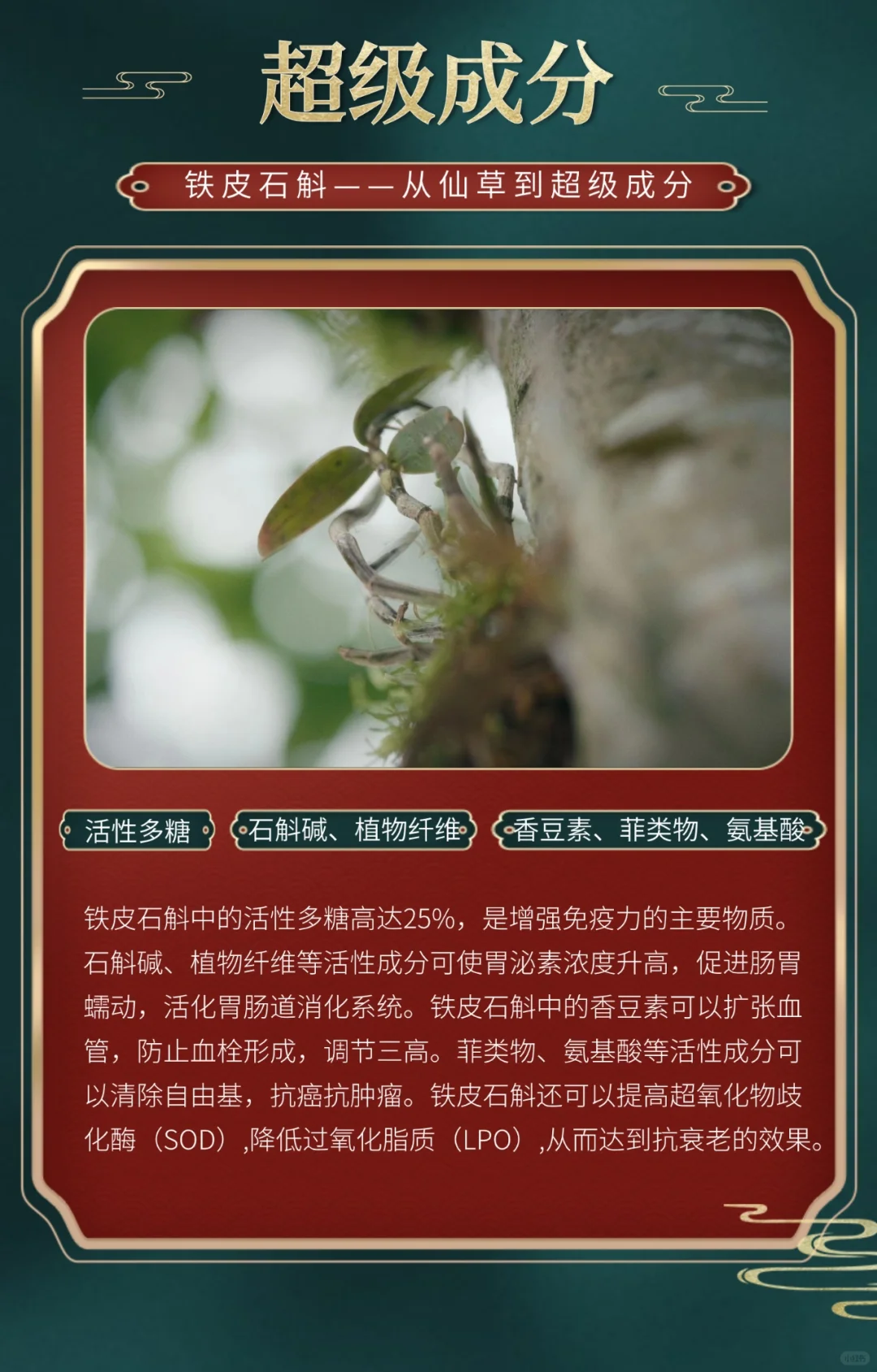 贵州茅台镇牟池酒业铁皮石斛酱香白酒