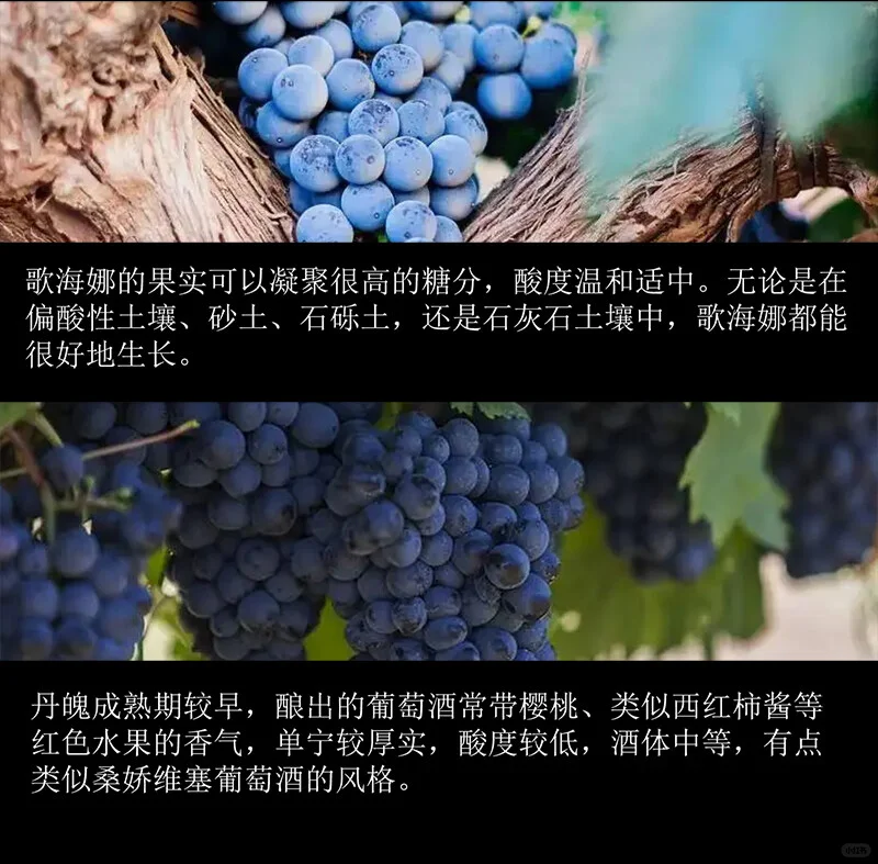 雷盛304?葡萄酒