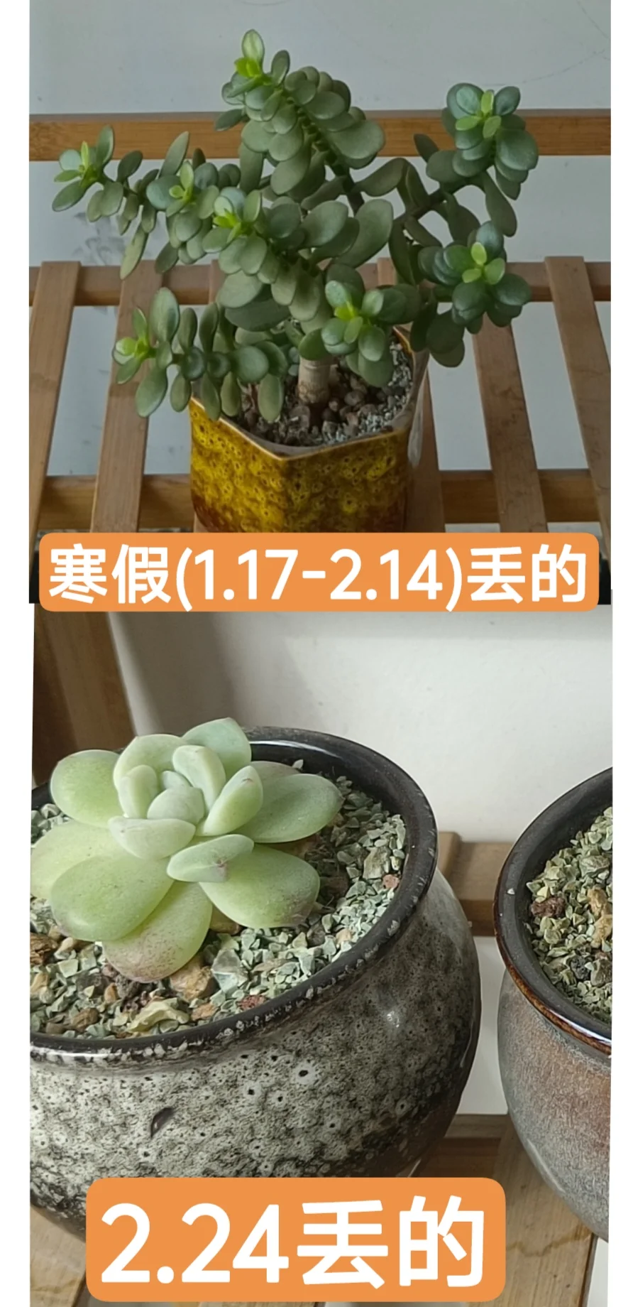 西农葡萄酒学院偷肉贼！