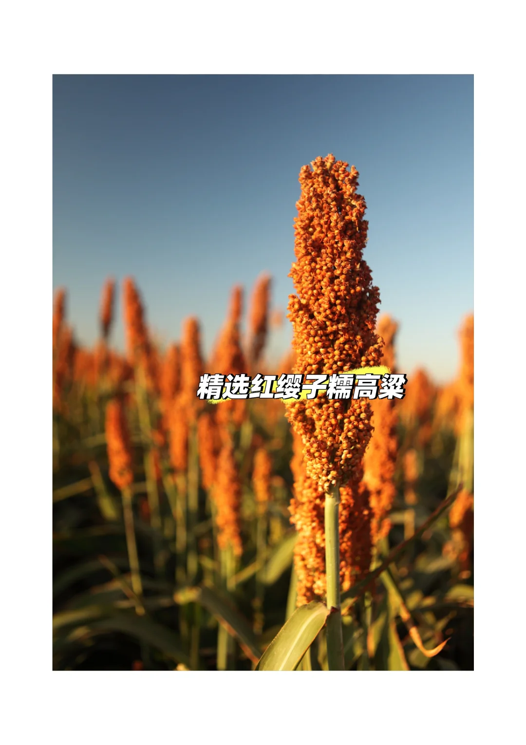 商务局老被问链接的白酒｜到底什么来头！