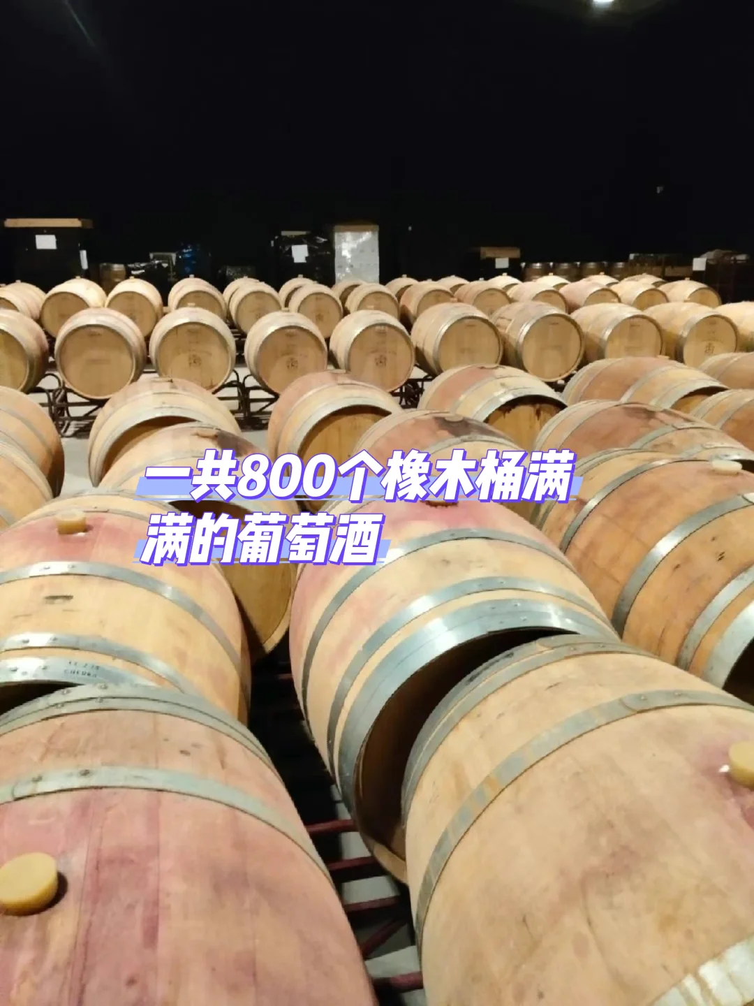 一共800个橡木桶满满的葡萄酒