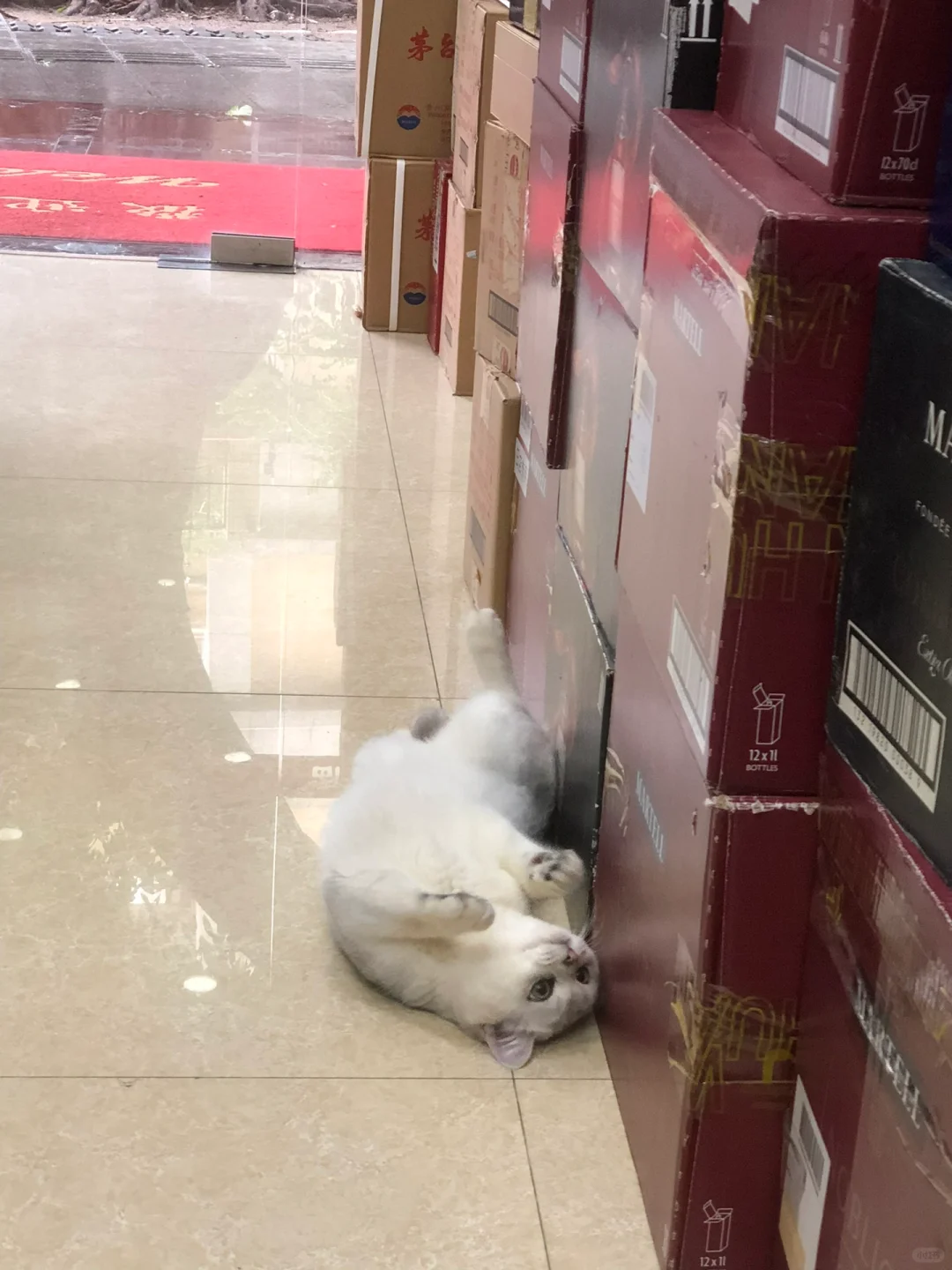 广州实体烟酒店｜二十三周年‼️