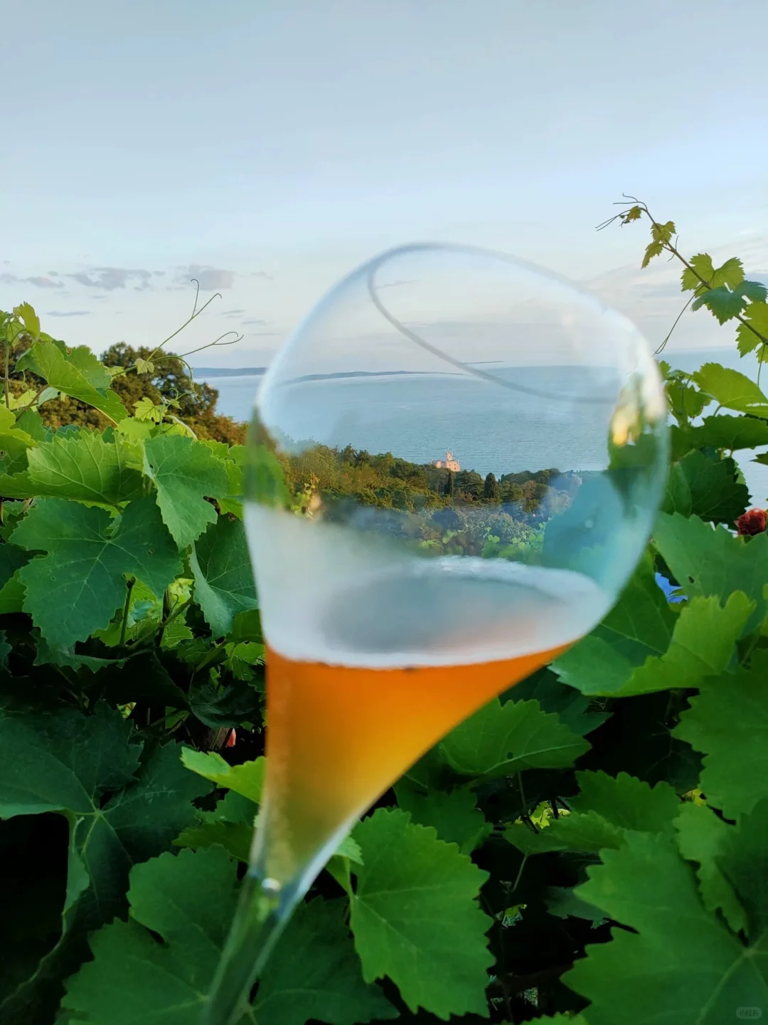 各国的葡萄酒分级是啥意思呀？