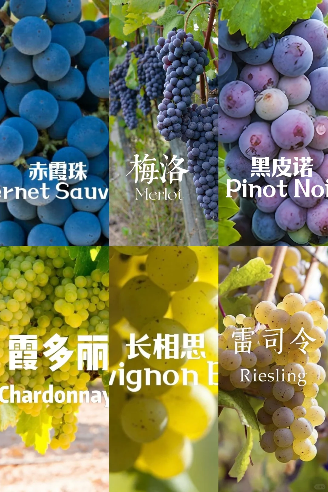 5分钟速通葡萄品种 ?应付99%酒局?