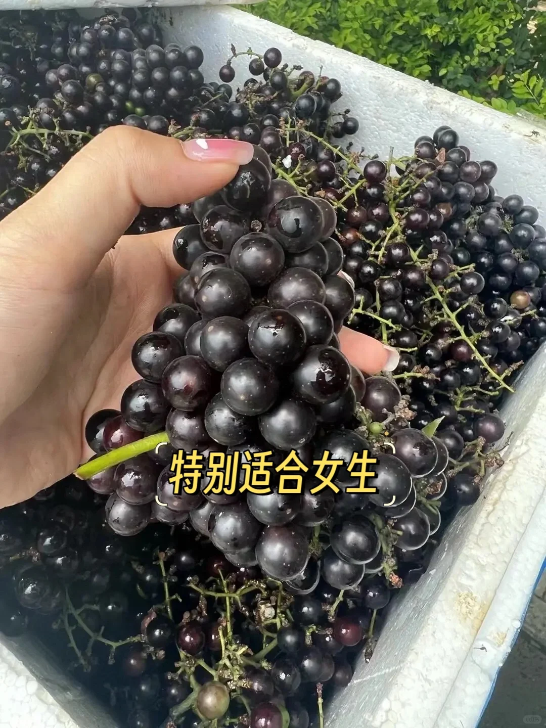 自家酿的纯葡萄酒