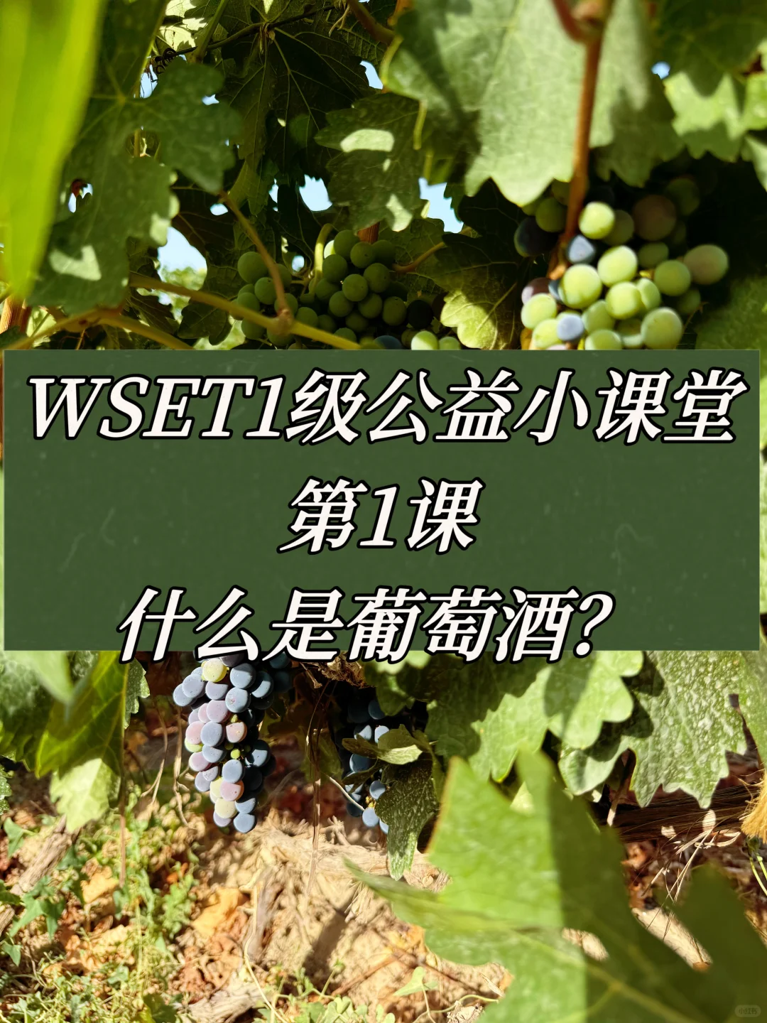 葡萄酒是什么？
