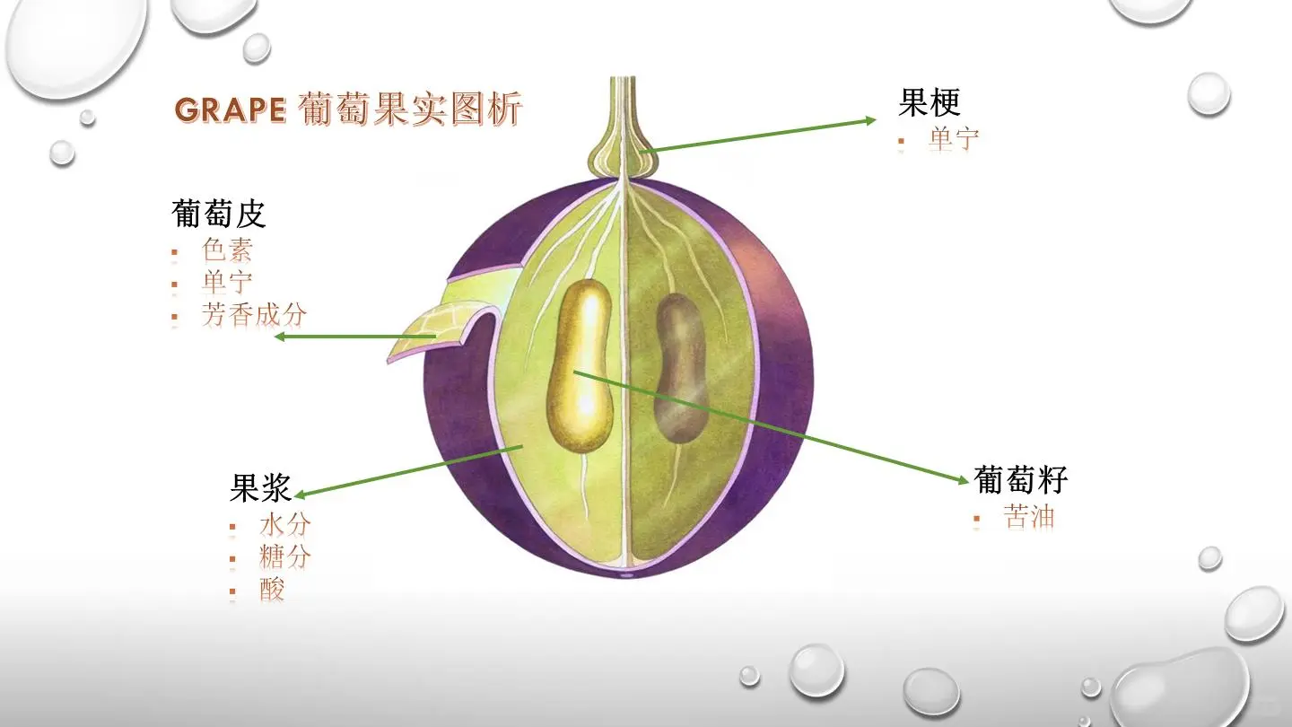 葡萄酒是什么？