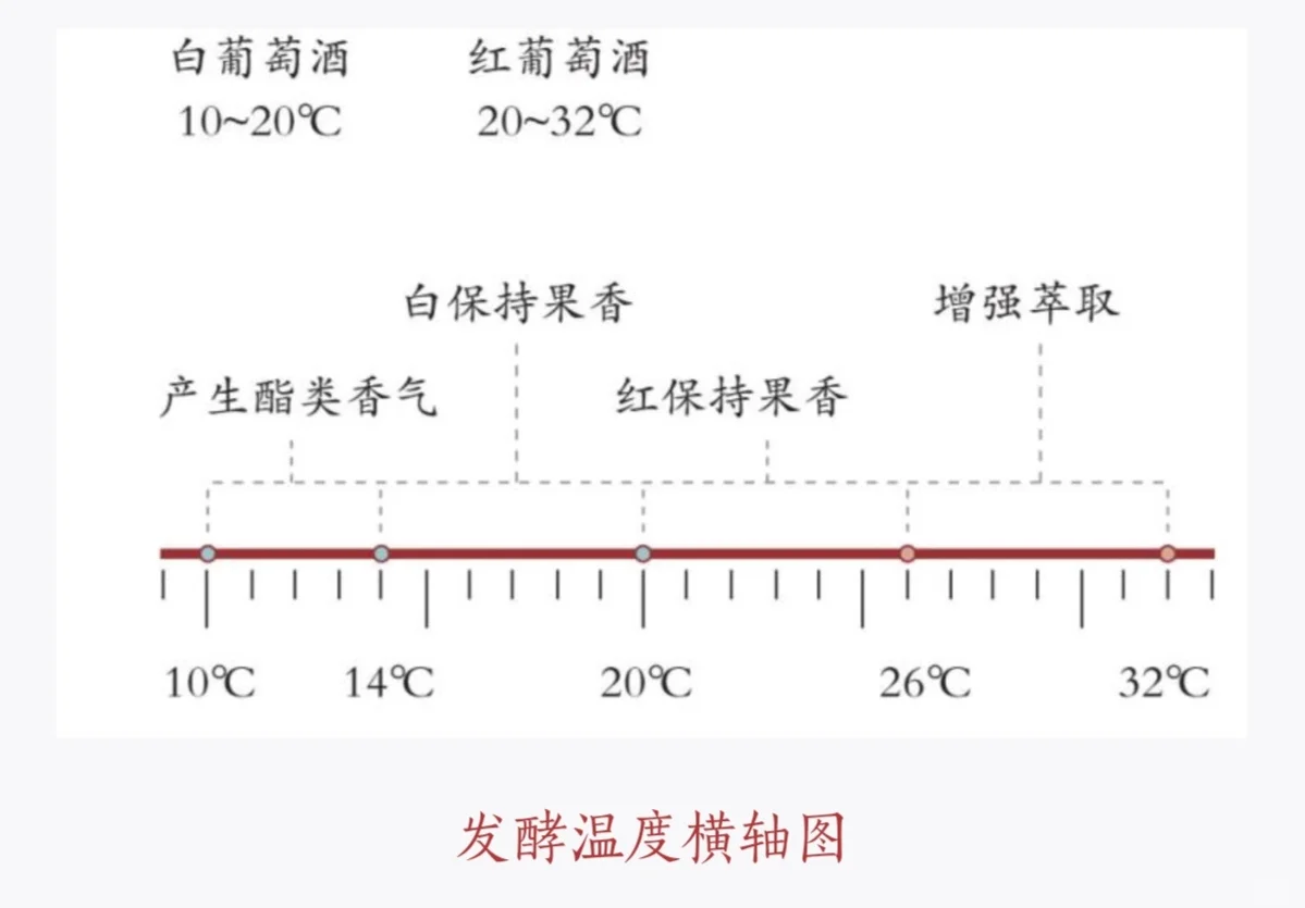 葡萄酒的酿造