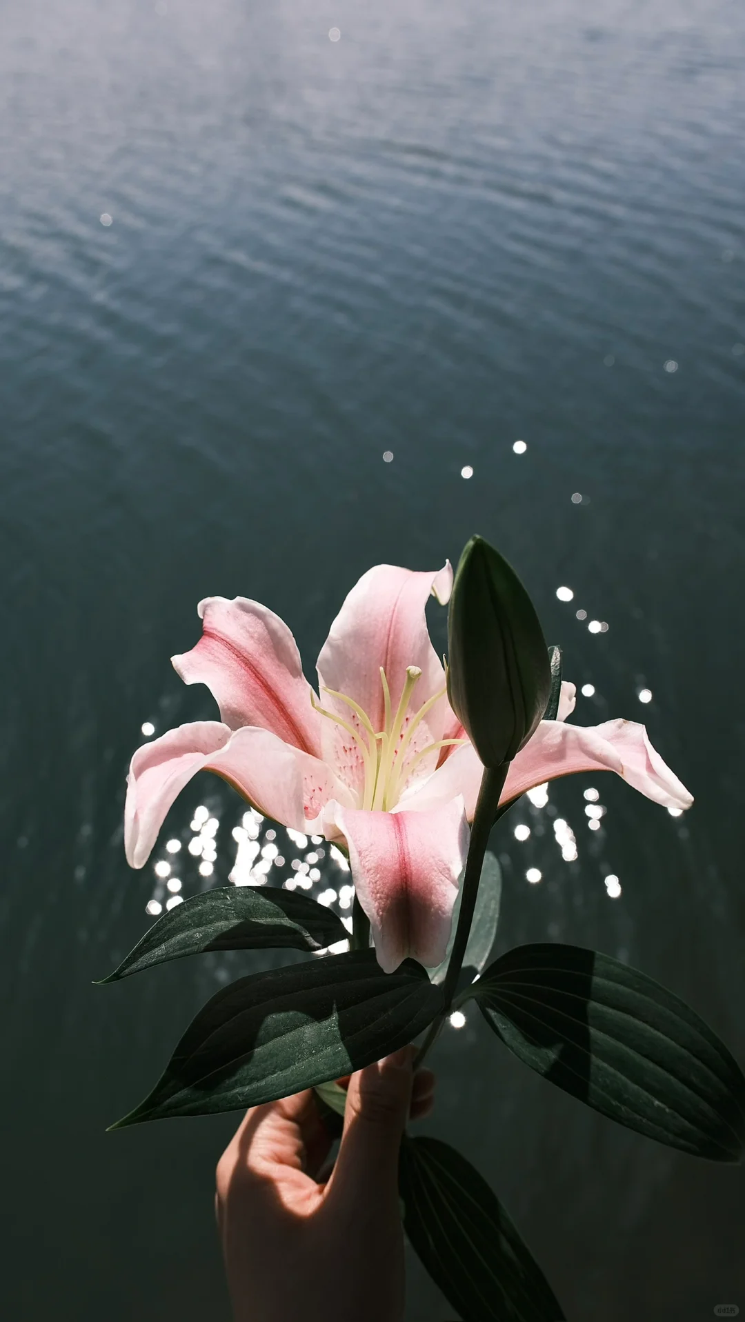 春日微醺